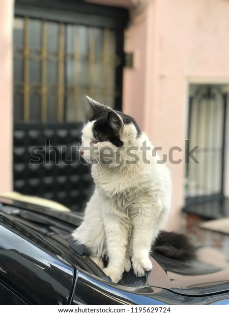 a homeless
cat on the car from istanbul,
turkey