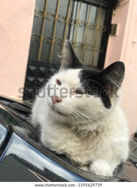 a homeless\
cat on the car from istanbul,\
turkey
