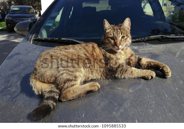 Homeless cat on the hood of a
car
