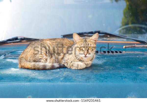 homeless cat on the hood of a\
car