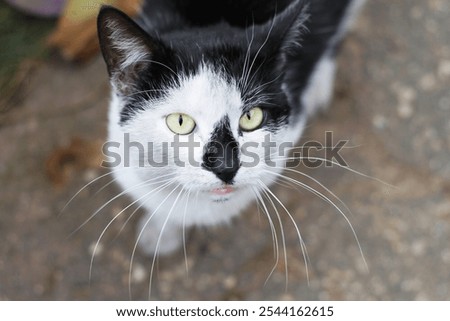 Similar – Cat sitting in a cat bed on a couch