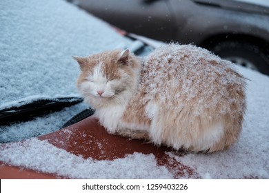 homeless cat of red suit basks and sleeps on the hood of a car on a winter day during a snowfall - Powered by Shutterstock