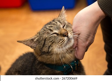 Homeless Cat At The Shelter