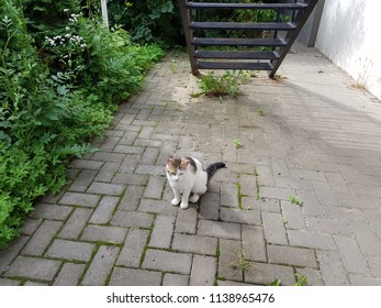 A homeless cat is sitting on the ground. - Shutterstock ID 1138965476
