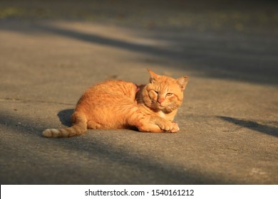 Homeless Cat Sitting On The Stree