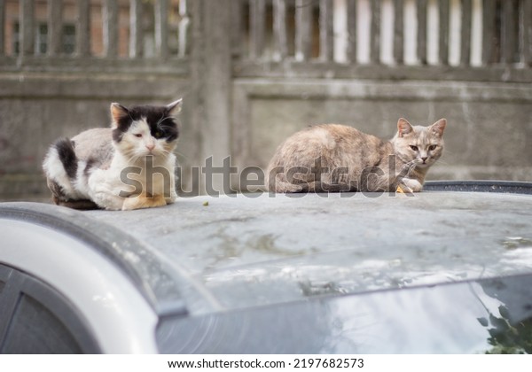 Homeless cats on car\
roof. Wild cats sitting on car and looking at camera. Street\
animals. Dirty homeless pet. City life. Homeless animals on the\
streets. Dirty lost\
kitten.