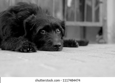 Homeless Cute Black Dog With Sad Eyes Lies On The Ground In The Street, The Theme Of Animal Welfare And Homeless Animals
