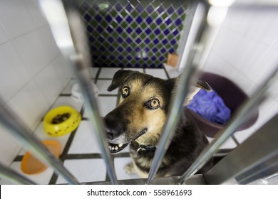 Homeless dog behind bars in animal shelter