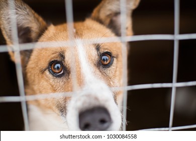 the homeless dog behind the bars looks with huge sad eyes with the hope of finding a home and a host - Powered by Shutterstock