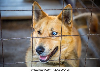 Homeless Dog In Cage At The Animal Shelter In Russia