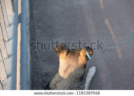 Similar – Image, Stock Photo go for a walk Dog 1 Animal