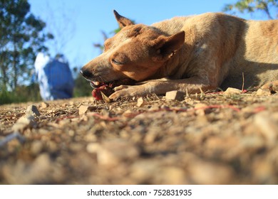 A homeless dog chews a piece of roasted meat on the rural road.