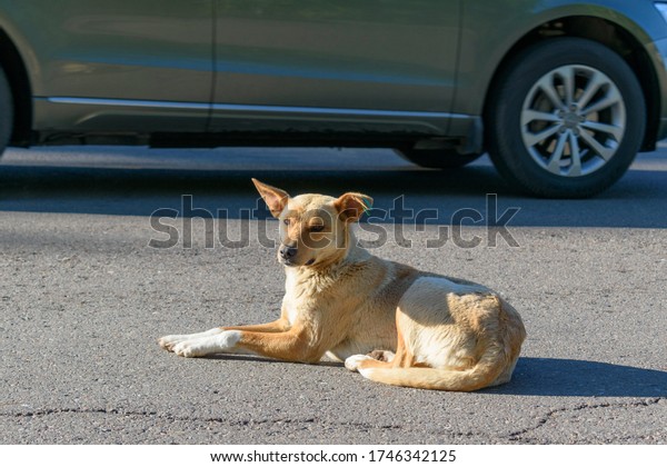 Homeless dog with a chip in his ear.\
Lies on a paved roadway. Light brown color of wool. Car in\
background. Concept of problem of death of wild dogs on\
road.