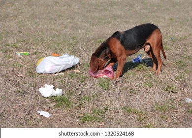 Homeless Dog Eating Food In The Garbage.