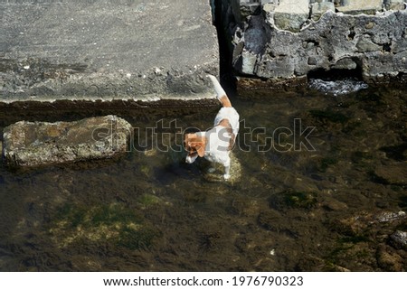 Homeless dog fishing in the sea. Hungry dog gets his own food.
