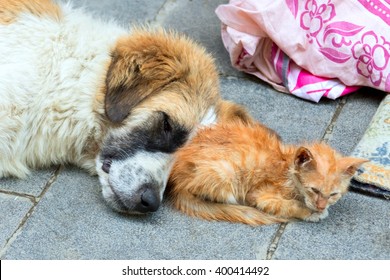 Homeless dog and kitten sleeping on a stone background