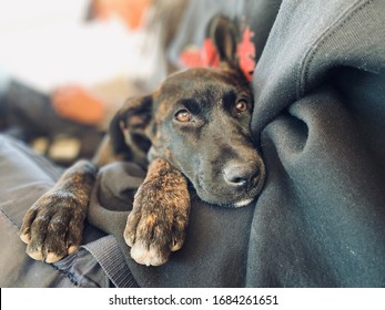 Homeless Dog Lays In Owners Arms While Riding The Bus