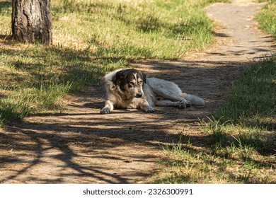 Homeless dog lies on a path in the park - Powered by Shutterstock