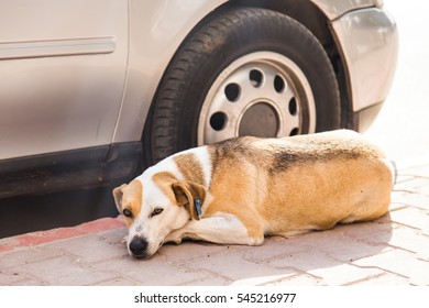 Homeless Dog Lying Near Car