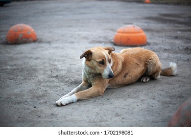 can dogs run on pavement