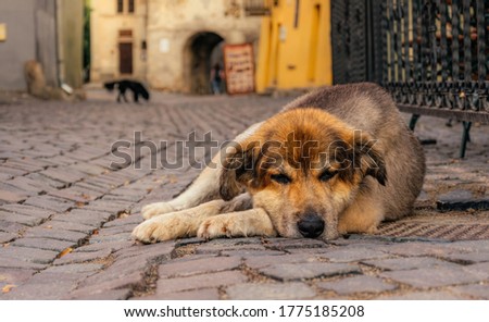 Homeless dog on the street of the old city