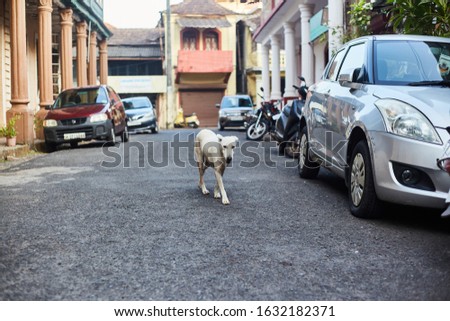 Homeless dog on the streets of Panaji. Capital of Goa.