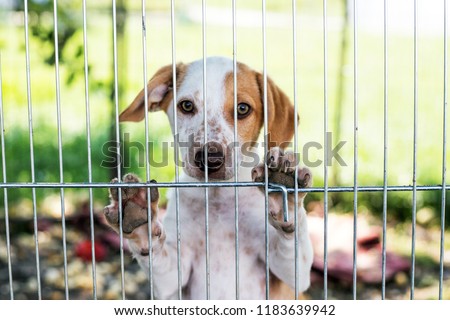 homeless dog puppy behind dog shelter bars