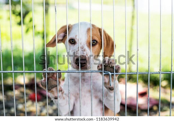 homeless dog puppy\
behind dog shelter\
bars