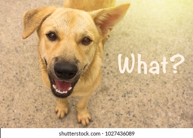 A Homeless Dog With A Question Mark. Copy Space