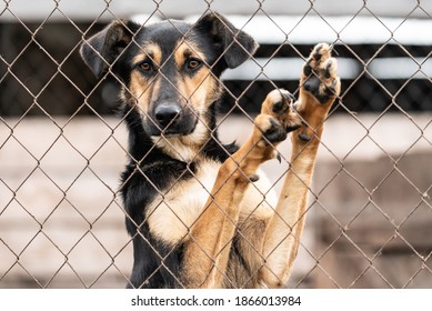Homeless dog in a shelter for dogs