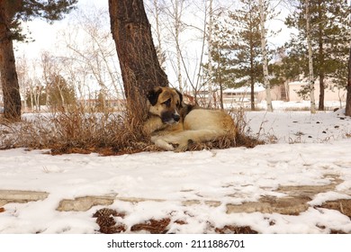 Homeless Dog Sits Under Tree Surrounded By Snow.
Stray Dog In The City In Winter. 
Animals Vs. Cold Weather.
Pets, Pet, Animal.
Love Dogs.
Wildlife, Wild Nature