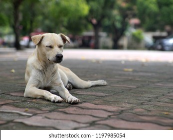 Homeless Dog Smile Happily. Even Without Housing. Let's Just Have Someone Give Food To Survive The Next Day.