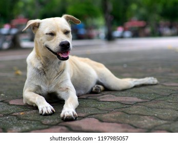 Homeless Dog Smile Happily. Even Without Housing. Let's Just Have Someone Give Food To Survive The Next Day.