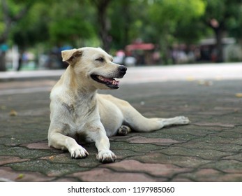 Homeless Dog Smile Happily. Even Without Housing. Let's Just Have Someone Give Food To Survive The Next Day.