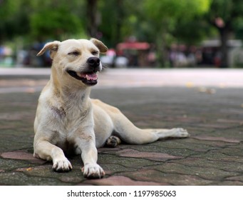 Homeless Dog Smile Happily. Even Without Housing. Let's Just Have Someone Give Food To Survive The Next Day.