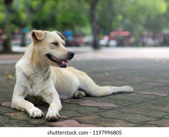 Homeless Dog Smile Happily. Even Without Housing. Let's Just Have Someone Give Food To Survive The Next Day.