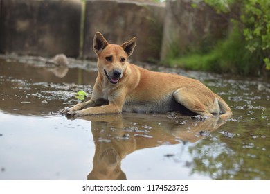 Homeless dog is soaked in water. - Powered by Shutterstock