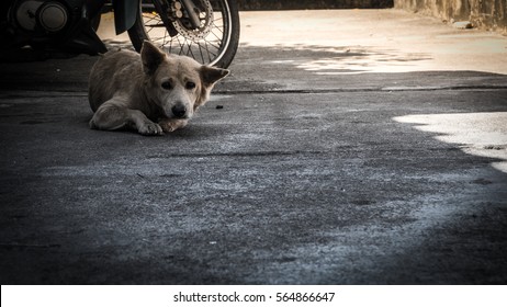 Homeless dog staring suspiciously at the camera.