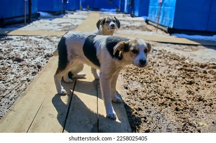 homeless dog. two pedigree puppies at a construction site are sad on a platform of planks. - Shutterstock ID 2258025405