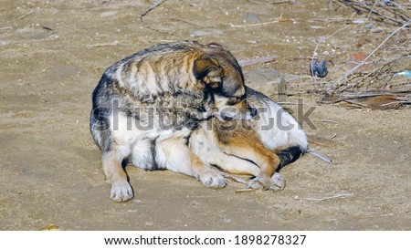 Similar – Image, Stock Photo True love Animal Soft