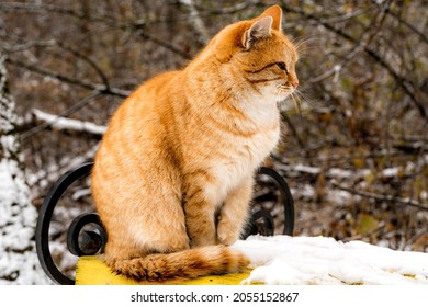 Homeless ginger cat in cold winter sitting on a wooden bench