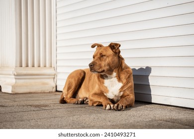 A homeless ginger dog lies on a stone tile in a coastal town and basks in the rays of the southern sun, a domestic dog lies on the asphalt and sunbathes on a hot day, the dog is chilling