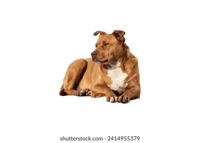 A homeless ginger dog lies on a white background, a domestic dog lies, the dog is chilling