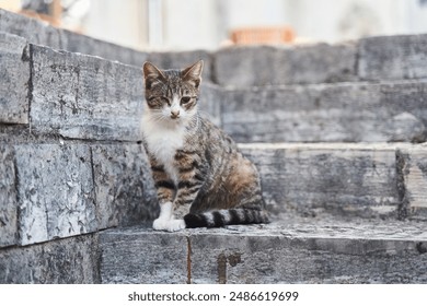 Homeless gray one-eyed cat sits on stone steps in Herceg Novi - Powered by Shutterstock