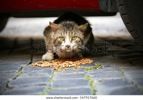 homeless hungry\
cat eating cats food under a\
car