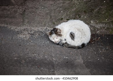 Homeless hungry cat sleeping on the ground abandoned by people. Poor pet needs a shelter and owner.