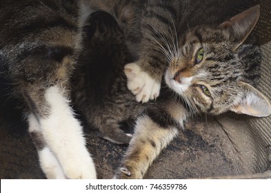 Homeless Mom Cat Kitten Stock Photo 746363182 Shutterstock