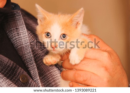 homeless kitty in the hands of a man outdoor adoption concept. homeless kittens. the problem of stray animals