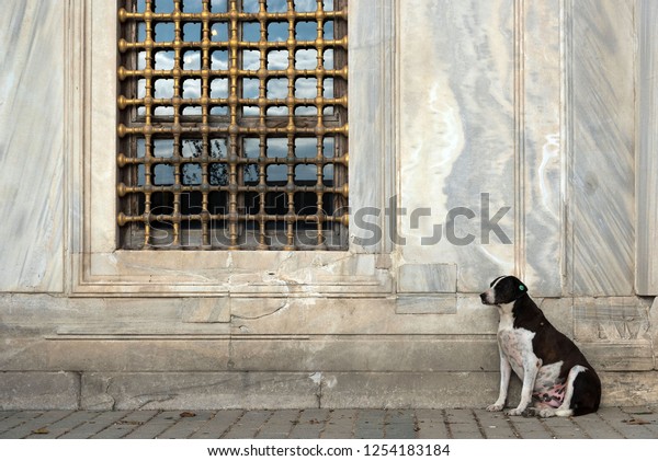 Homeless Large Shorthair Sweet Dog Black Stock Photo Edit Now