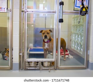 Homeless large tan and white mixed breed dog behind enclosure at dog shelter
 - Powered by Shutterstock